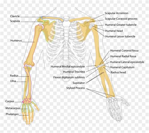 Human Arm Bones Diagram Bones In The Arm Hd Png Download 858x753