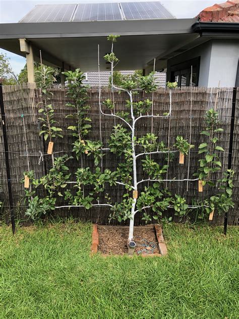 Maybe you would like to learn more about one of these? Buy Dwarf Fuji Apple Red Fruit Tree - Malus domestica