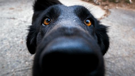 Heres Why Dogs Love To Sniff Our Crotches When Were On Our Periods