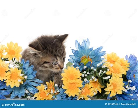 Tabby Kittens With Flowers Stock Photo Image Of Flowers 96950146