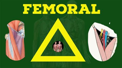 Femoral Triangle Anatomy Femoral Hernia Lower Limb Anatomy