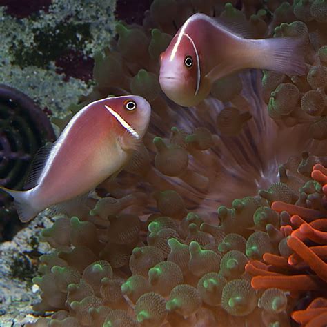Pink Skunk Clownfish Pair Fast Professional Service Abyss Aquatics