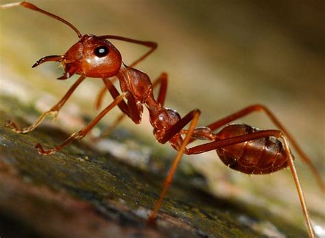 ¡fascinante 10 Curiosos Comportamientos De Las Hormigas Taringa