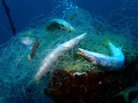 Ghost Nets Are Commercial Fishing Nets That Have Been Lost Abandoned