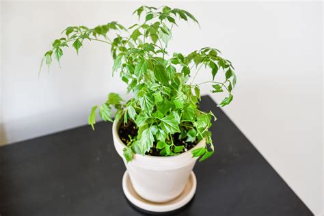 How To Care For China Doll Plant