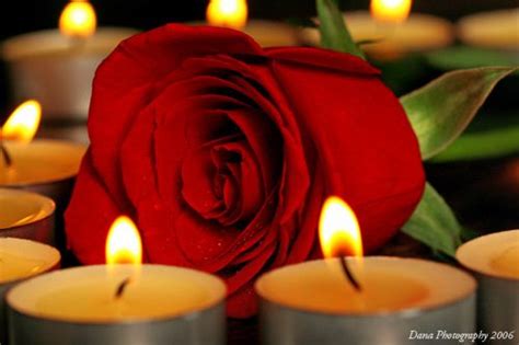 Romantic Candles With Roses 🌹so Pretty Hoa Hồng Tình Yêu Hình ảnh