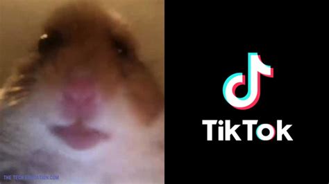 What Is The Tiktok Hamster Cult Explanation Of Hamster Profile Images