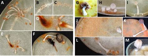 Cultures of Coprinellus species with Ozonium-type mycelia, primordia... | Download Scientific ...