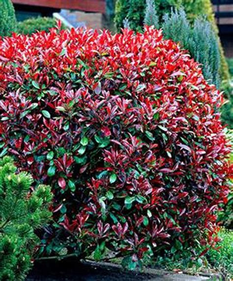 Great garden plants has a lot to offer when it comes to the world of shrubs and trees. Best Shrubs for Zone 6 | Evergreen shrubs, Colorful shrubs ...