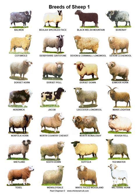A4 Laminated Postersbreeds Of Sheep 2 Different Posters Etsy