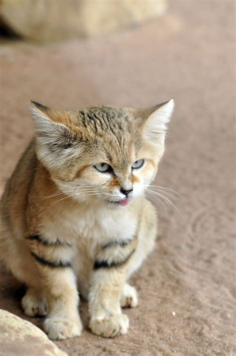 Member Photos Arabian Sand Cat International Society For Endangered Cats