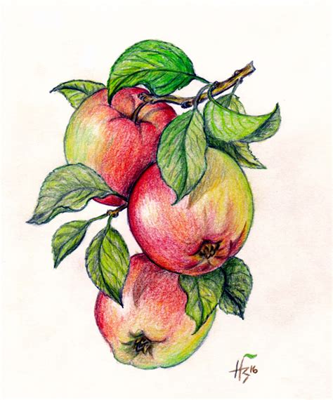 Äpfel (H.Bisovski) | Colour pencil shading, Color pencil illustration