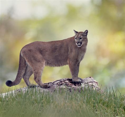 Preis Wörterbuch Gebäck What Does A Puma Look Like Zuhause Nackt Der Anfang