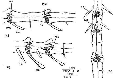 Figure 1 From Tail Fracture Planes Of Autotomy In Geckos Semantic Scholar