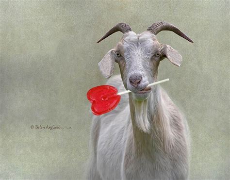 Happy Valentines Day ♥ By Belén Argüeso Castelos Via 500px Goat