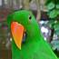 Male Eclectus Parrot I Photograph By Kirsten Giving