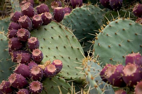 How to plant cactus plants. Growing Prickly Pear - Prickly Pear Plants In The Home Garden