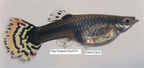 Males are all about spreading their genetic code so a male will chase a female to breed, but also to try and remove the. Sexing Baby Guppies | My Aquarium Club