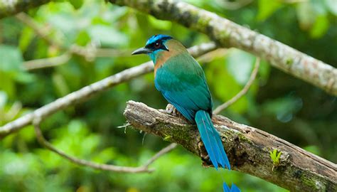 Birdwatching Ou Observation Des Oiseaux Au Costa Rica