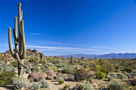 Sonoran Desert Landscape In Scottsdale Photograph By Tom Roche Pixels