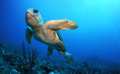 Threatened Loggerhead Sea Turtles Are Nesting In Record Numbers