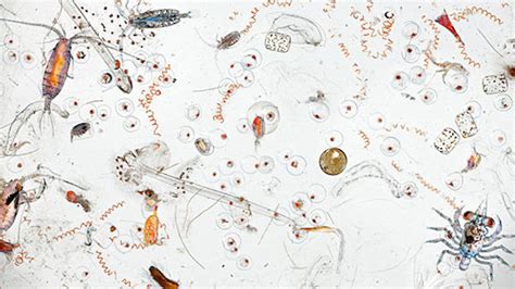 A Single Drop Of Seawater Hides All These Icky Microscopic Creatures