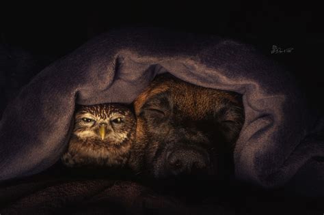 Photos Of Ingo The Dog And His Owl Friends Is The Only Thing You Need
