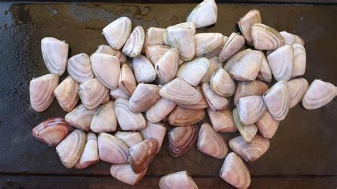 Pipis Qld Duo Fined After Massive Haul