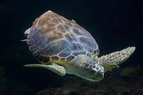 Loggerhead Sea Turtles Nesting In Record Numbers In Southeast