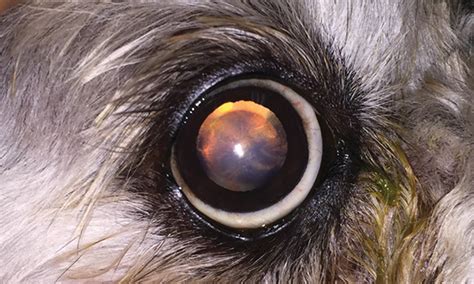 Cataracts In Dogs