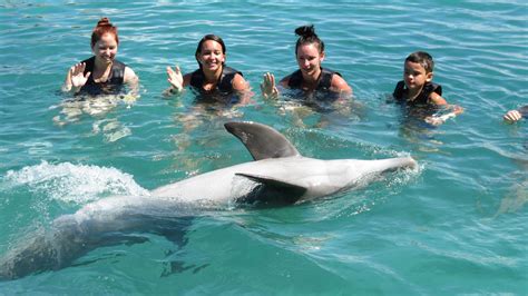 Dolphin Swin And Dunns River Falls Disney Cruise Line
