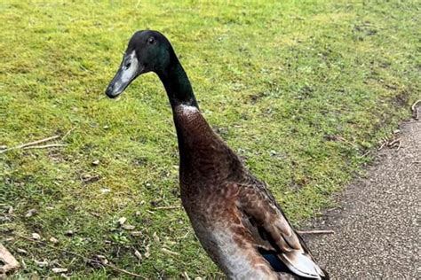Internet Star And Exceptionally Tall Duck Long Boi Presumed Dead
