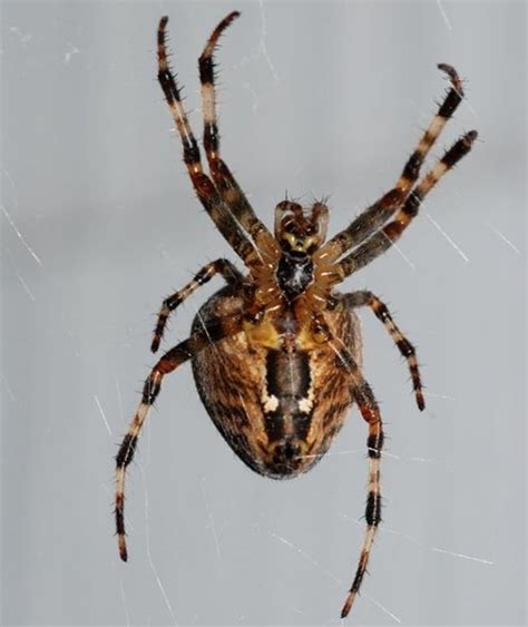 The Cross Orb Weaver Or Common Garden Spider Facts Hubpages