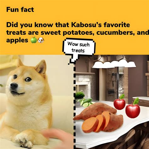 Own The Doge 🐶🖼 On Twitter Heres A Fun Fact Did You Know That