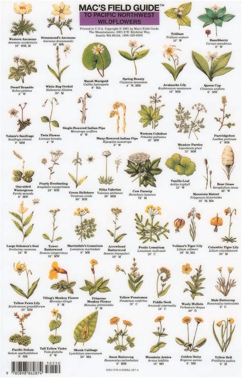 Macs Field Guide To Pacific Northwest Wildflowers