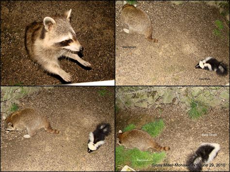Photography By Ginny June 29 2010 Raccoon Foxes Skunks