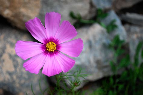 #4026 beautiful pictures of nature hd 1920x1080 | Mocah HD Wallpapers