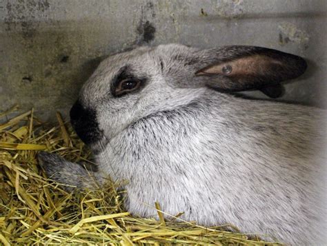Champagne Dargent Rabbit Info Care Guide Varieties Lifespan And More