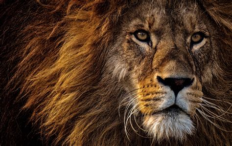 Male Predator Zoo Lion Cat Mane Dangerous Big Hd Wallpaper