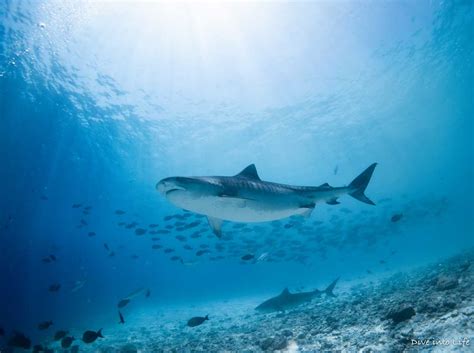 Spectacular Shark Diving In The Maldives On Everyones Bucket List