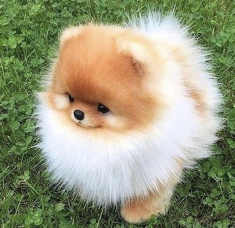 14 Pomeranian Puppies Who Are Too Cute To Be Real