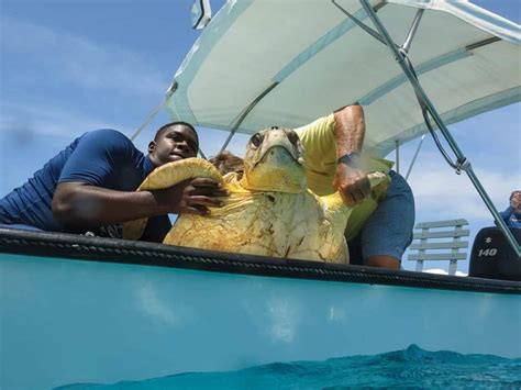Saving Sea Turtles Southern Boating
