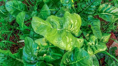 Spinach Whether Grown Locally Or Globally Is A More Risky Crop