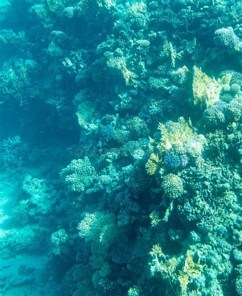 Coral Reef At The Bottom Of The Red Sea Stock Photo Image Of