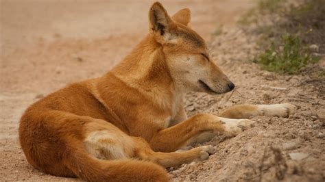 Australian Mammals Vol 2 Dingos Educational Powerpoint Slideshow
