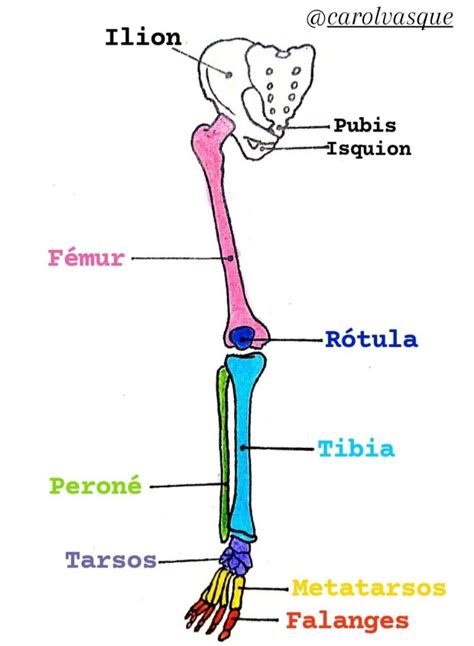 Anatomía Huesos Del Miembro Inferior Instagram Photo And Video