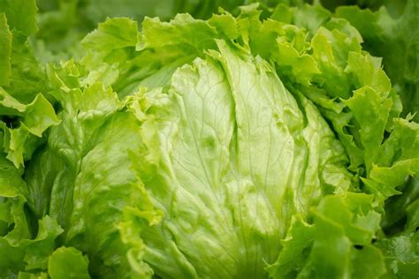 23 Different Types Of Lettuce Varieties With Pictures Yard Surfer
