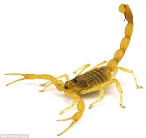 Poisonous Scorpion Png Transparent Image Png Arts