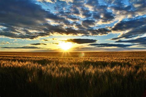 Sunrise On The Wheat Field Photograph By Lynn Hopwood Fine Art America