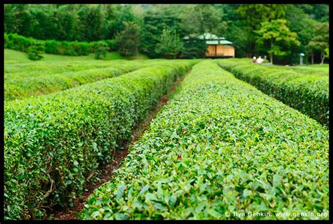 Tea Plantation Korakuen Garden Okayama Honshu Japan Flickr
